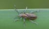 Donacia vulgaris